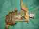 55379-8 Gear Pump Sherwood Brass Belt Drive Marine Water Hit Miss Engine 3 8 Npt