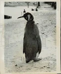 1962 Press Photo Penguin Cleveland, Ohio Zoo During Snowy Weather - LRB40082. Fixed Price $24.99.