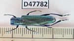 D47782. Unmounted Butterflies: Cerambycidae Sp. Central Vietnam.. Fixed Price $12.00.